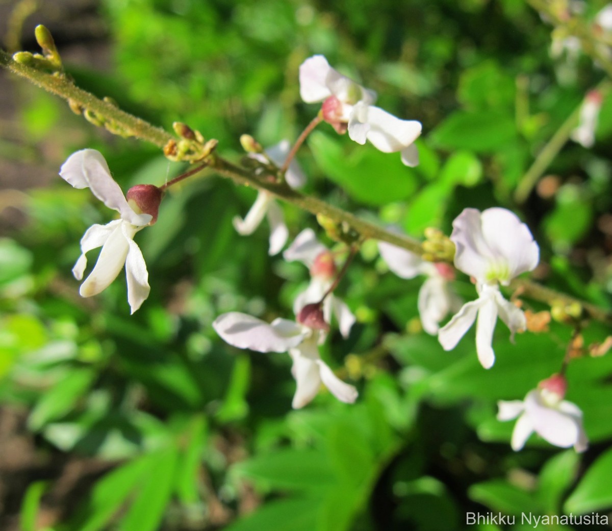 Brachypterum scandens (Roxb.) Miq.